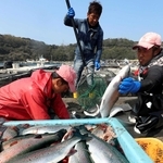 生け締めされ、出荷される白鷺サーモン＝姫路市家島町、西島沖