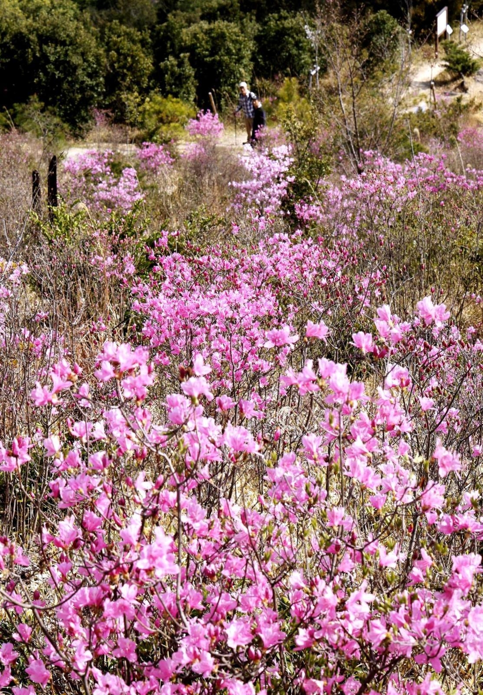ピンクや紫に山肌染め 数百株のミツバツツジ見頃 けんか祭りの舞台