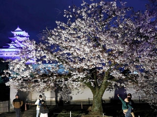 青色にライトアップされた姫路城と競演するヤマザクラ＝２日夜、姫路市本町