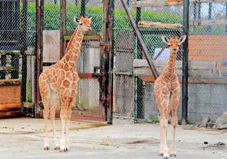 名前を募集している赤ちゃんキリン２頭＝姫路市豊富町神谷（姫路セントラルパーク提供）