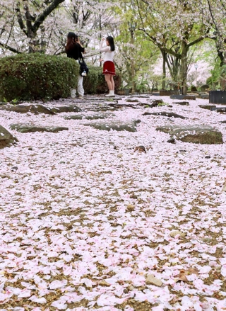 園内を薄紅色に染めるサクラの花びら＝姫路市本町