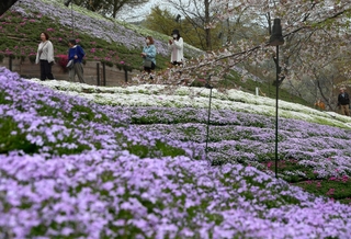 丘陵地を色とりどりに染めるシバザクラの花＝姫路市夢前町置本