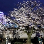 青色にライトアップされた姫路城と競演するヤマザクラ＝２日夜、姫路市本町