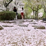 園内を薄紅色に染めるサクラの花びら＝姫路市本町