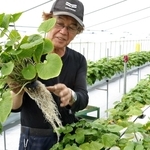 「夢前夢工房」の衣笠愛之さんがビニールハウスで栽培するワサビ＝姫路市夢前町宮置