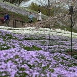 丘陵地を色とりどりに染めるシバザクラの花＝姫路市夢前町置本