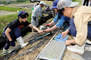 あぜののり面に、ムカデ芝を植える播磨農業高校の生徒と地元住民たち＝姫路市飾東町山崎
