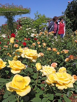 庭園を彩る鮮やかな春バラ＝姫路市豊富町豊富