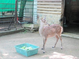 姫路市立動物園内で脱走したシカの「ロビン」＝姫路市本町（同園提供）