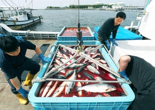 次々と水揚げされる家島産のギンザケ＝姫路市白浜町