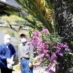 ソテツの幹に根を張り、開花したセッコク＝姫路市材木町、見星寺