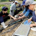 あぜののり面に、ムカデ芝を植える播磨農業高校の生徒と地元住民たち＝姫路市飾東町山崎