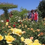 庭園を彩る鮮やかな春バラ＝姫路市豊富町豊富
