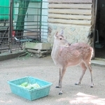 姫路市立動物園内で脱走したシカの「ロビン」＝姫路市本町（同園提供）
