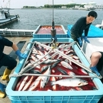 次々と水揚げされる家島産のギンザケ＝姫路市白浜町