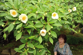 たくさんのつぼみを付け一日限りの花を咲かせる沙羅の木＝福崎町高岡