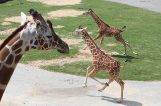 サファリエリアにお目見えし、元気に走り回るキリンの赤ちゃん＝姫路セントラルパーク