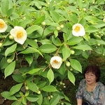 たくさんのつぼみを付け一日限りの花を咲かせる沙羅の木＝福崎町高岡