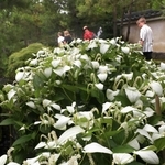厳かな雰囲気の庭園で見頃を迎えたハンゲショウ＝好古園
