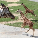 サファリエリアにお目見えし、元気に走り回るキリンの赤ちゃん＝姫路セントラルパーク