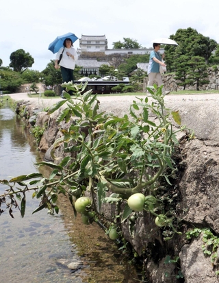 姫路城三の丸広場の水路で育っているミニトマト＝姫路市本町