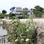姫路城三の丸広場の水路で育っているミニトマト＝姫路市本町