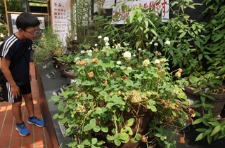 シロツメクサ（手前）など約５０種の外来植物を展示する会場＝姫路市手柄、姫路市立手柄山温室植物園