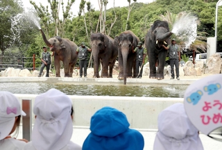 お披露目されたゾウ。鼻から水を吹き出すと歓声が上がった＝姫路セントラルパーク