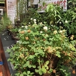 シロツメクサ（手前）など約５０種の外来植物を展示する会場＝姫路市手柄、姫路市立手柄山温室植物園