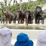 お披露目されたゾウ。鼻から水を吹き出すと歓声が上がった＝姫路セントラルパーク
