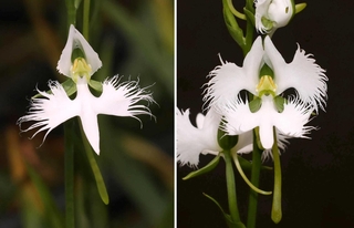 【右】３枚の花びらにギザギザが見られるサギソウ【左】１枚の花びらにギザギザがある通常のサギソウ＝手柄山温室植物園