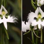 【右】３枚の花びらにギザギザが見られるサギソウ【左】１枚の花びらにギザギザがある通常のサギソウ＝手柄山温室植物園