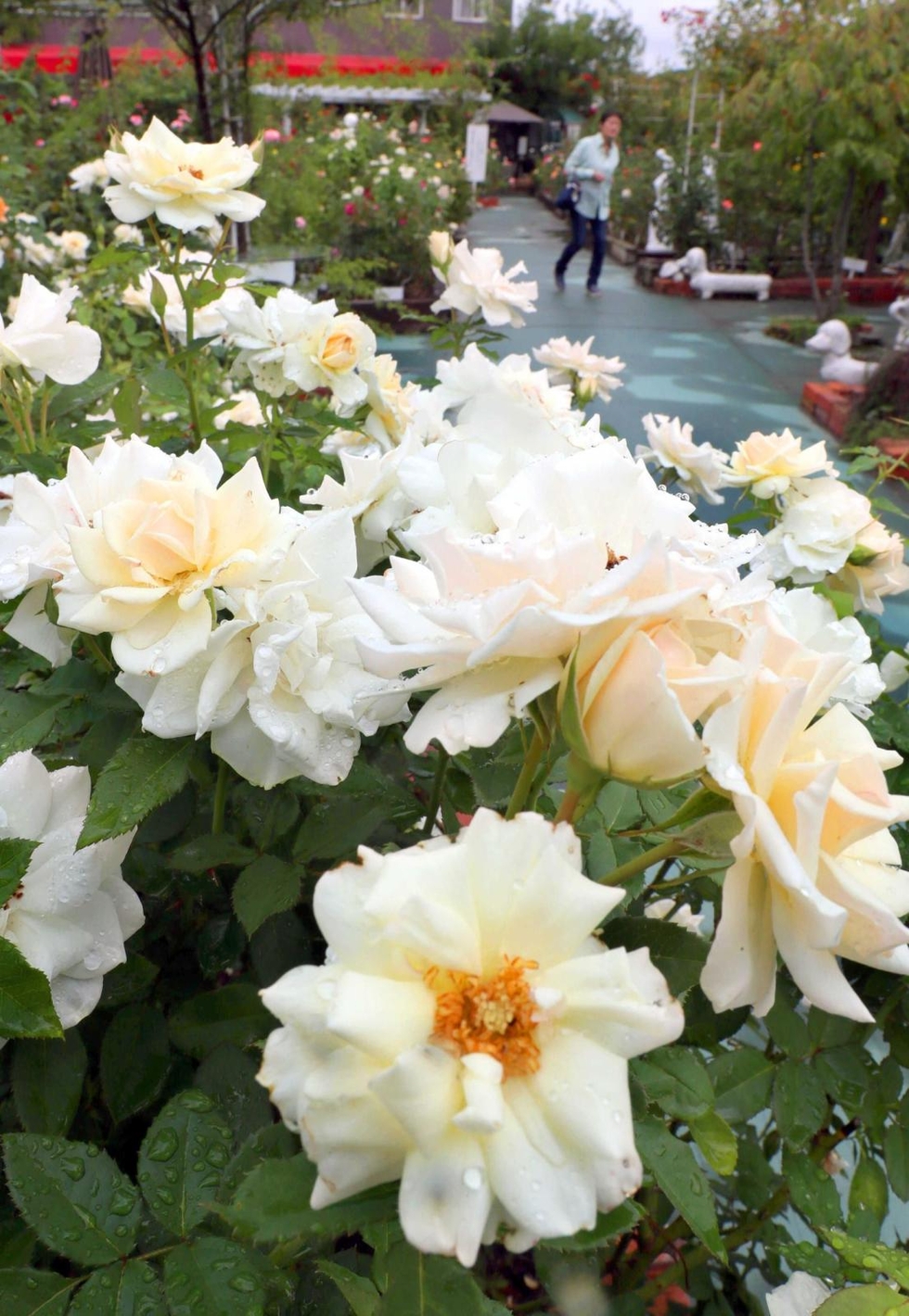 甘い香り漂わせ国内外の多彩な750品種、3300本見頃 「姫路ばら園