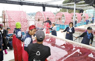 回転する水車でノリ網に種付けをするパート従業員ら＝姫路市家島町坊勢