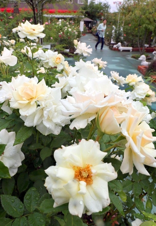 気品ある花を咲かせるバラ＝姫路ばら園