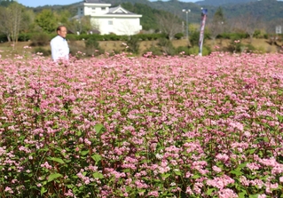 畑をピンクに染める赤ソバの花＝姫路市香寺町恒屋