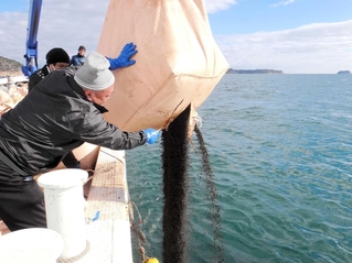 試験的に坊勢島沖で行われた鶏ふん肥料の投入作業＝２０２４年１２月（姫路市水産漁港課提供）