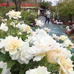 気品ある花を咲かせるバラ＝姫路ばら園