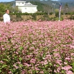 畑をピンクに染める赤ソバの花＝姫路市香寺町恒屋
