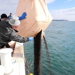 試験的に坊勢島沖で行われた鶏ふん肥料の投入作業＝２０２４年１２月（姫路市水産漁港課提供）