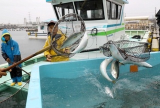 妻鹿漁港に次々と水揚げされる「ぼうぜ鯖」＝姫路市白浜町