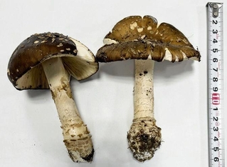 姫路市内の森林で採取されたテングタケ（姫路市提供）