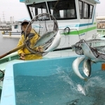 妻鹿漁港に次々と水揚げされる「ぼうぜ鯖」＝姫路市白浜町