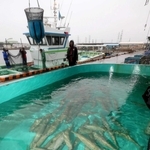 大きく育ち、販売を待つ「ぼうぜ鯖」＝姫路市白浜町