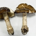 姫路市内の森林で採取されたテングタケ（姫路市提供）