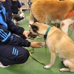 犬と触れ合う受刑者ら＝姫路少年刑務所