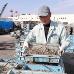 アサリ養殖の作業をする澤西大毅さん＝姫路市白浜町