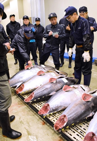 次々と競り落とされるマグロ＝姫路市中央卸売市場