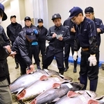 次々と競り落とされるマグロ＝姫路市中央卸売市場