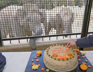 特製バースデーケーキを贈られたゾウ＝姫路セントラルパーク